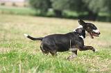 BULL TERRIER MINIATURE 078